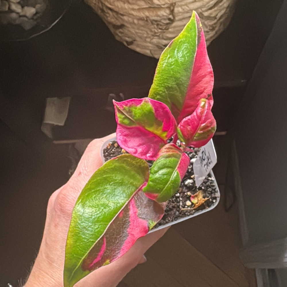 “Party Time” Plant